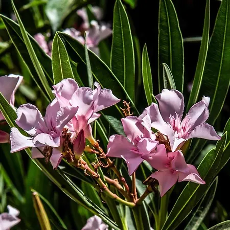 מלון L'oleandro 3*