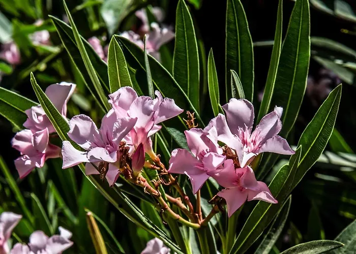 ホテル L'oleandro 3*